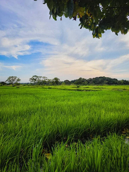 Vue Verticale Une Prairie Sous Ciel Bleu Jour — Photo