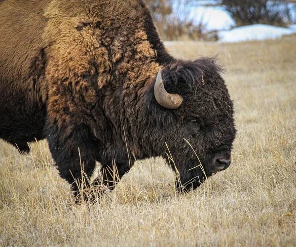 Una Vista Lateral Bisonte Montana — Foto de Stock