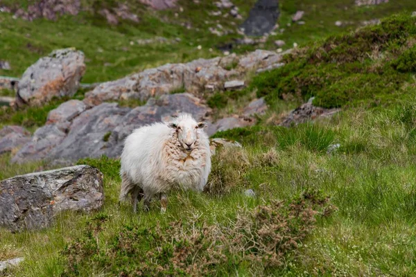 Malebný Pohled Bílou Nadýchanou Ovci Sněžné Hoře Walesu — Stock fotografie