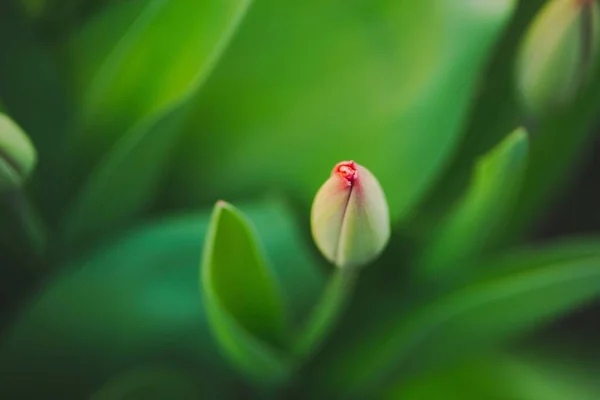 Tiro Seletivo Foco Tulipa Com Folhas Verdes Exuberantes Jardim — Fotografia de Stock