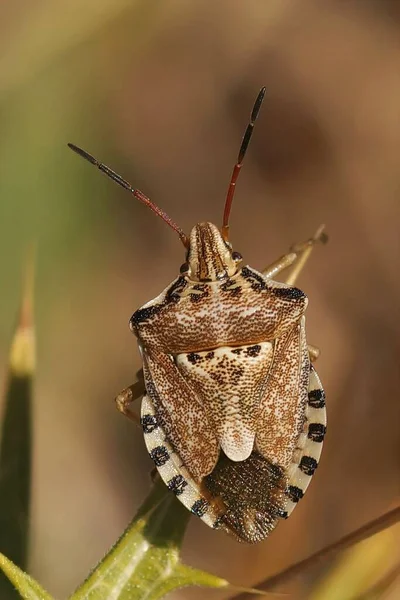 Detailed Vertical Closeup Mediterranean Shieldbug Codophila Varia Southern France — Stock Photo, Image