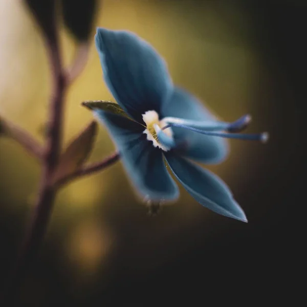 Ένα Σκούρο Μπλε Λουλούδι Στον Κήπο — Φωτογραφία Αρχείου