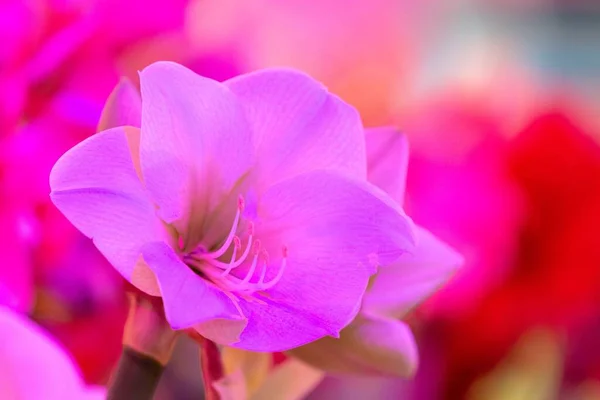 Bahçede Çiçek Açan Pembe Bir Frezyanın Yakın Plan Çekimi — Stok fotoğraf