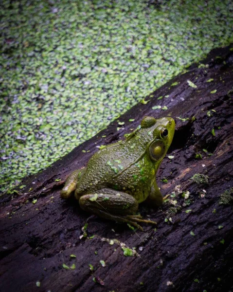 Een Verticaal Schot Van Een Kikker — Stockfoto