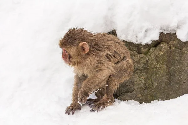 Imágenes de Mono de nieve macaque onsen, fotos de Mono de nieve macaque  onsen sin royalties