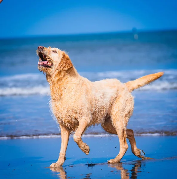 Golden Retriever Playing Sandy Beach — Stock Photo, Image