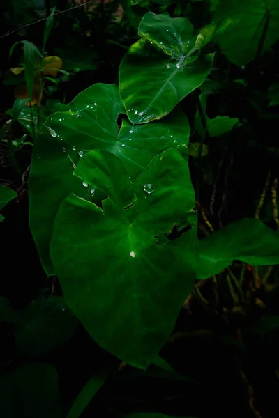 Uma Grande Folha Verde Com Gotas Água Sobre Ele — Fotografia de Stock