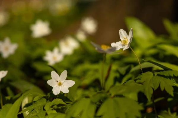 Une Fleur Sauvage Colorée Anemonoides Début Dans Une Forêt — Photo