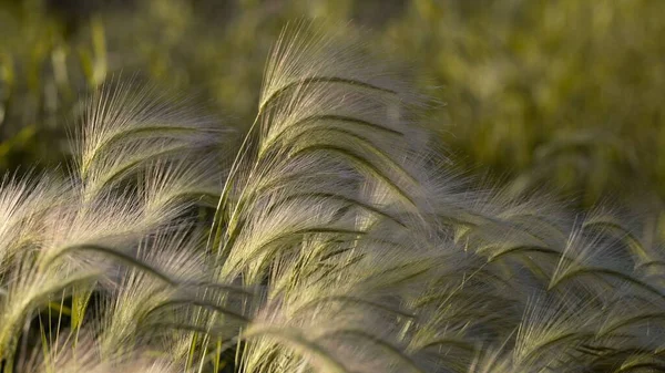 Ein Blick Auf Das Fuchsschwanzgerstenfeld Schöner Pflanzenhintergrund — Stockfoto