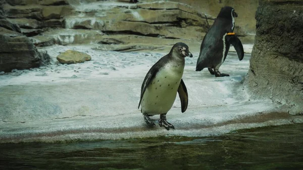 Humboldt Penguins Spheniscus Humboldti Zoo — Stock Photo, Image