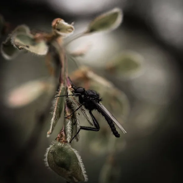 Insekt Växt Trädgården — Stockfoto