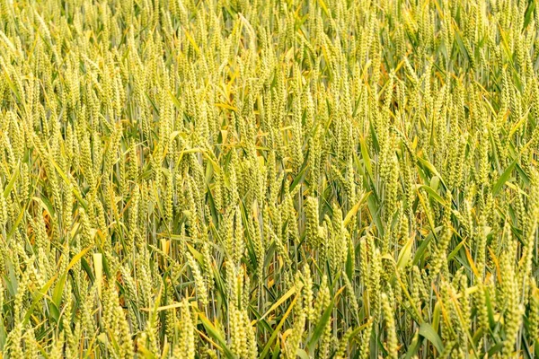 Горизонтальное Фото Пшеничного Поля Созревающими Золотыми Ушами — стоковое фото