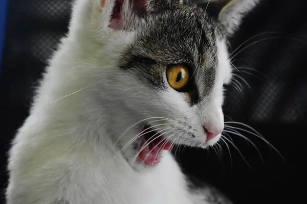 Uma Reação Facial Feliz Gato Branco — Fotografia de Stock