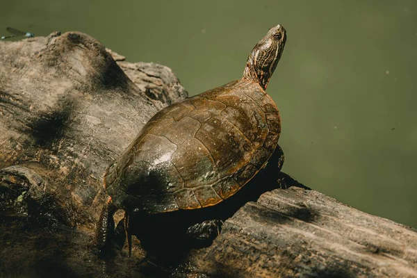 Zbliżenie Ujęcia Żółwia Drewnianym Kłębku — Zdjęcie stockowe