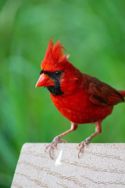 Eine Vertikale Aufnahme Eines Nördlichen Kardinals Cardinalis Cardinalis — Stockfoto