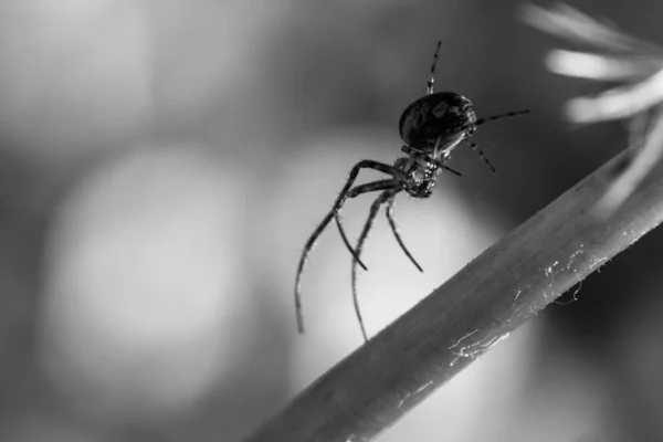Bulanık Arkaplanda Bir Örümceğin Yakın Plan Gri Ölçekli Görüntüsü — Stok fotoğraf