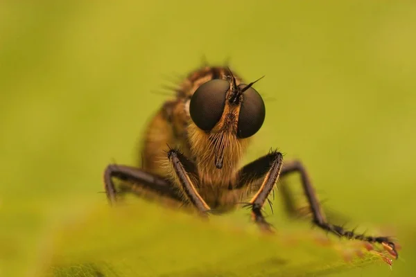 Selektivní Zaostření Čelní Zblízka Obličeje Chlupaté Robberfly Zlatou Tabulkou Eutolmus — Stock fotografie