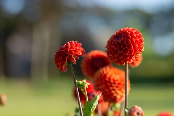 Een Close Shot Van Rode Dahlia Bloeien Tuin — Stockfoto