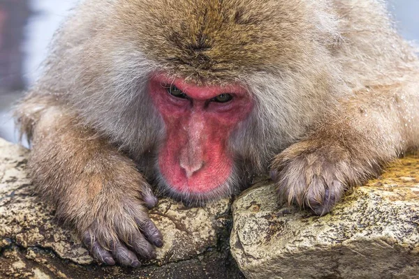 Japanese Macaque Looking Sad While Biting Rock — Stock Photo, Image