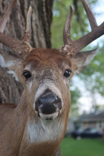 Portrait Deer Front Tree — Stock Photo, Image