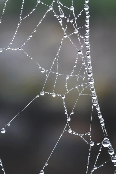 Gros Plan Vertical Gouttelettes Rosée Sur Une Toile Araignée — Photo