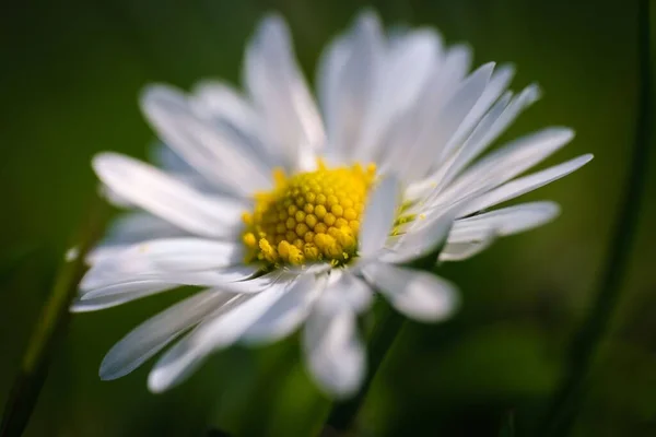 Uma Flor Margarida Totalmente Florescente Jardim — Fotografia de Stock