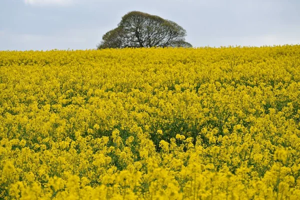 Hermoso Campo Colza Color Amarillo Brillante Con Árbol — Foto de Stock