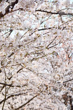 Çiçek açmış beyaz manolyaların dikey görüntüsü.