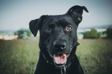 Gündüz vakti parkta siyah bir Mayorka Çoban Köpeği portresinin yakın çekimi.
