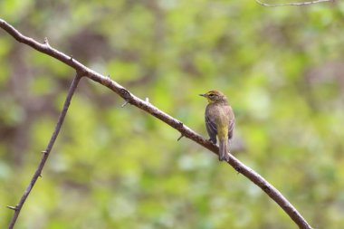 Güzel bir palmiye bülbülü görüntüsü.