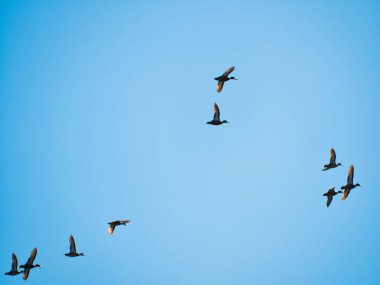 Göç eden ördeklerin açık mavi gökyüzüne düşük açılı görüntüsü.