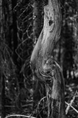 Bir eğri büğrü ağacın dikey gri pulu