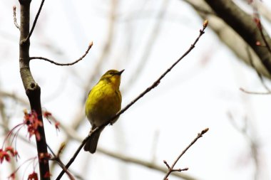 Güzel bir çam bülbülü görüntüsü.