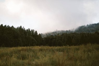 Ormandaki bir dağda sis var.