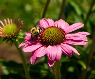 Bahçede çiçek açan mor bir sakız çiçeğinin yakın çekimi.