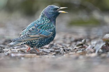 Yerdeki bir Starling kuşunun seçici odak noktası.