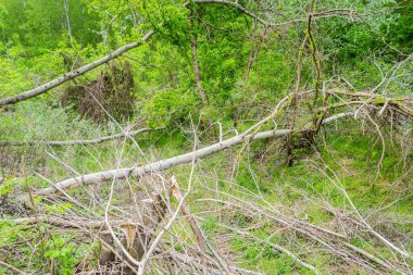 Çevresi yeşil doğayla çevrili bir kaç tahta gövde, ormanı temizlemek için.