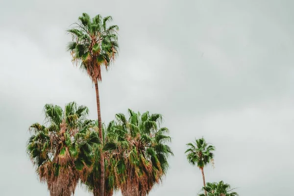Gökyüzünün Arka Planında Palmiye Ağaçlarının Yakın Plan Çekimi — Stok fotoğraf