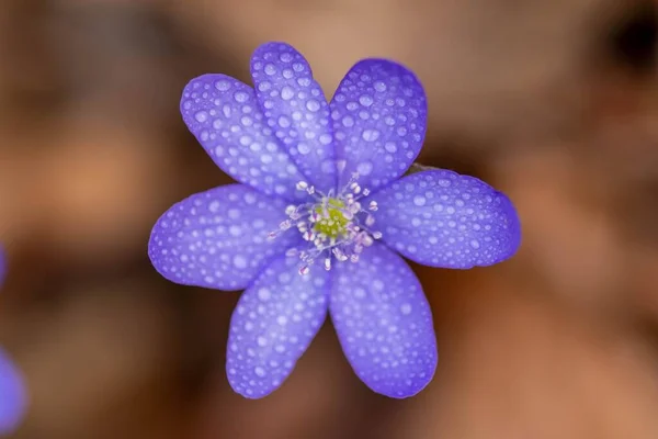 Closeup Wet Purple Hepatica Flower Blur Background — Stock Photo, Image