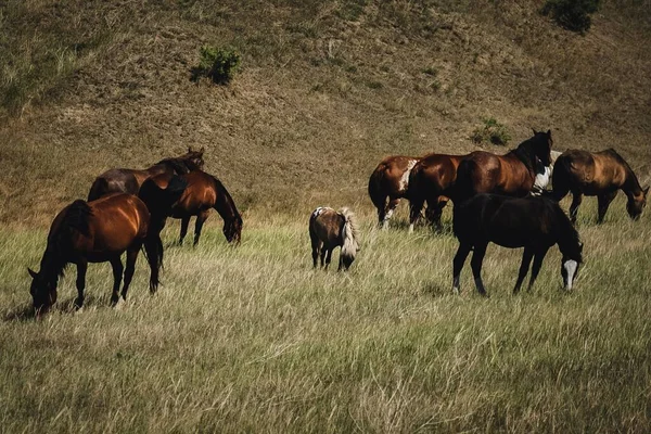 Une Bande Chevaux Broutant Dans Champ — Photo