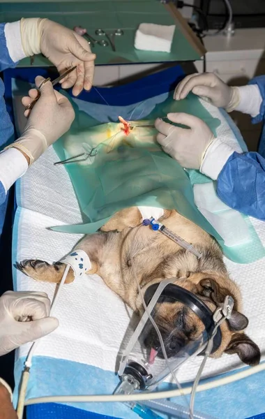 Ein Paar Erfahrener Tierärzte Näht Einen Mops Während Einer Sterilisationschirurgie — Stockfoto
