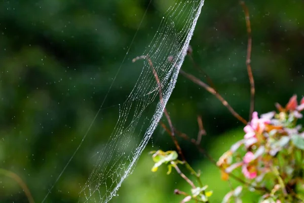 Closeup Shot Spider Web Blurry Background — Stock Photo, Image