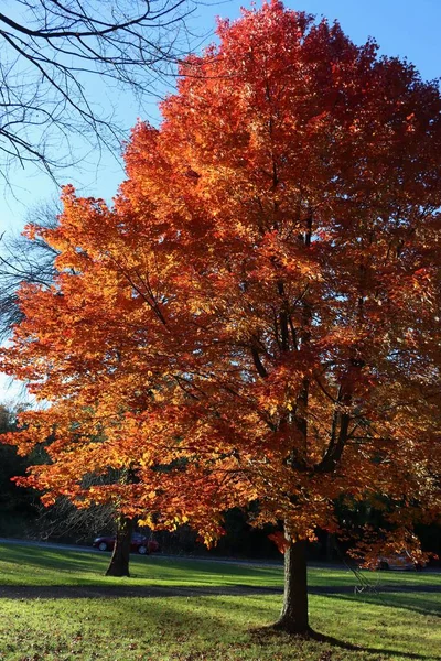 Krásný Záběr Barevného Stromu Podzim — Stock fotografie