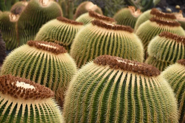 Ett Antal Gröna Taggiga Kaktusar Trädgård Suddig Bakgrund — Stockfoto