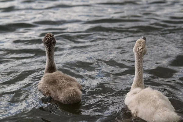 Kuğu Ailesi Parkta Halle Der Saale Saksonya Anhalt Almanya — Stok fotoğraf