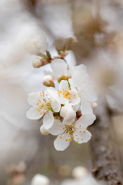 Gros Plan Prunier Blanc Fleurit Sur Branche — Photo