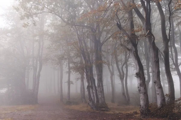 Uma Vista Panorâmica Uma Floresta Com Árvores Madeira Tempo Nebuloso — Fotografia de Stock