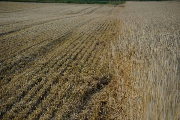 Gündüz Vakti Güzel Bir Buğday Tarlası Manzarası — Stok fotoğraf