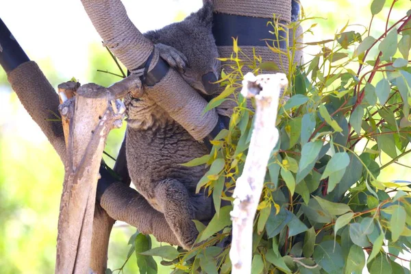Gros Plan Adorable Koala Dormant Sur Arbre — Photo
