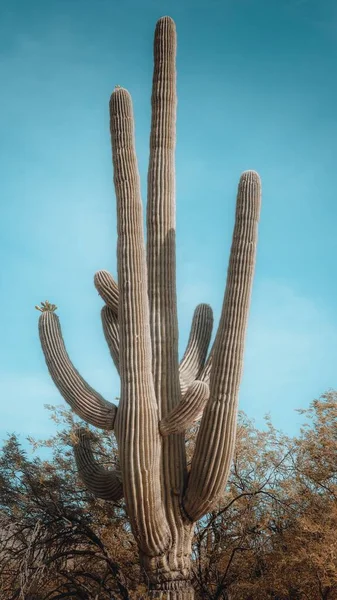 Mavi Gökyüzü Arkaplanına Karşı Saguaro Bitkisinin Dikey Görüntüsü — Stok fotoğraf